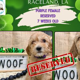 Purple Girl - Apricot Goldendoodle puppy in Raceland, Louisiana from Cajun Doodles