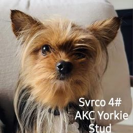 Svrco - Yorkshire Terrier