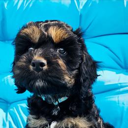 Little Bow Wow - Black white and tan male Cockapoo puppy in Indiahoma, Oklahoma from Phamily Doodles