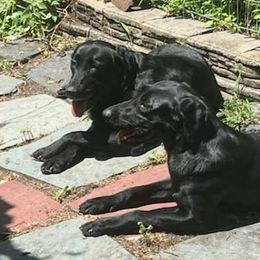 Labrador Retrievers from Barnegat Bay Pointing Labrador Retrievers