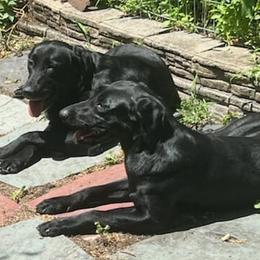 Labrador Retrievers from Barnegat Bay Pointing Labrador Retrievers