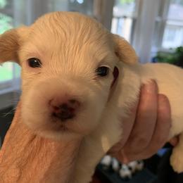 Havanese Puppies from Peace Love Havanese