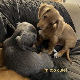 Dachshund Puppies from GretaLo Dachshunds