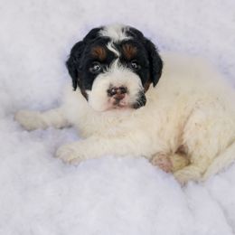 Scout - Black tri-color male Aussiedoodle puppy in Crete, Nebraska from Doodles & Co