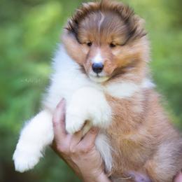 Shetland Sheepdog Puppies from Royal Tea Shelties