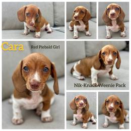 Cara - Red female Dachshund puppy in Florida from Niki Humphries' Dachshunds