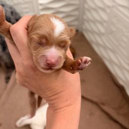 Woody - Red  male Goldendoodle puppy in Point, Texas from Tiny Paws Goldendoodles