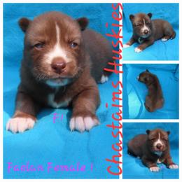 Faolan Female 1 - Red and white female Siberian Husky puppy in Hiawassee, Georgia from Chastains Huskies