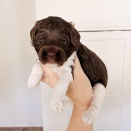 Toasty - Chocolate male Goldendoodle puppy in Syracuse, Indiana from The Doodle Cove