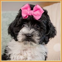 Calypso - Black female Cockapoo puppy in Connersville, Indiana from Deaz Doodle Ranch