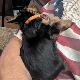 Yorkshire Terrier Puppies from Yorkies of Julington Creek