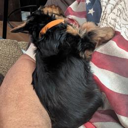 Yorkshire Terrier Puppies from Yorkies of Julington Creek