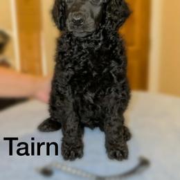 Tairn - Black male Poodle puppy in Vail, Arizona from Semper Poodelis