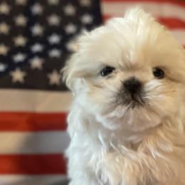 Shih Tzus from Fields' Precious Pups