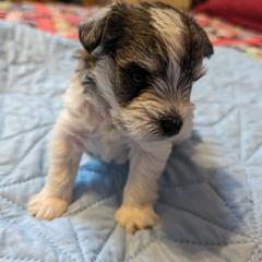 Boy 2 - Parti Miniature Schnauzer puppy in Huron, Tennessee from Wilma's Paw-Paw Patch