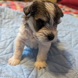 Boy 2 - Parti Miniature Schnauzer puppy in Huron, Tennessee from Wilma's Paw-Paw Patch