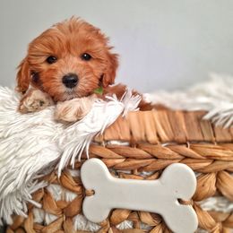 Skip - Red  male Goldendoodle puppy in Payson, Utah from Missy Doodles