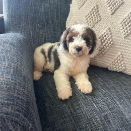 Star - Tri-color female Cavapoo puppy in Arabi, Georgia from Huckadoodle Farm