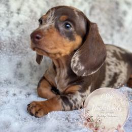 Dachshund Puppies from CSW Dachshunds