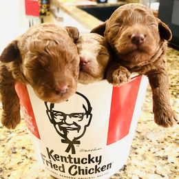 Poodle Puppies from Red toy poodles