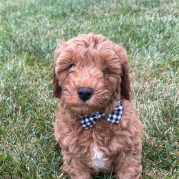 Cavapoos from Cub Creek Cavapoos