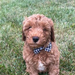 Cavapoos from Cub Creek Cavapoos