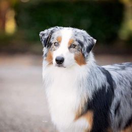 Marble - Australian Shepherd