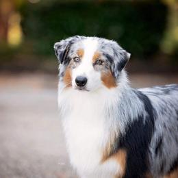 Marble - Australian Shepherd