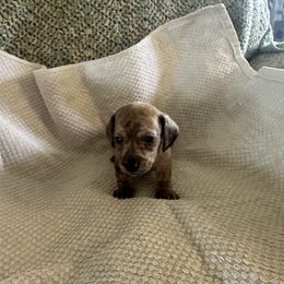 Dachshund Puppies from King Funny Farm