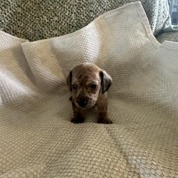 Dachshund Puppies from King Funny Farm