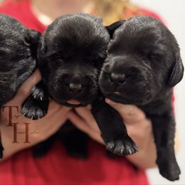 Turquoise - Black male Labrador Retriever puppy in Middleton, New Hampshire from Tag Hollow