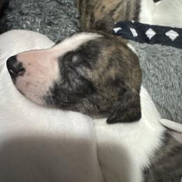 Grace - White and fawn brindle female Whippet puppy in Winter Garden, Florida from Infinity Whippets
