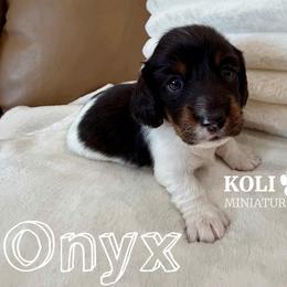 Onyx - Piebald male Dachshund puppy in Kemp, Texas from Koli Acres