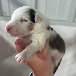 Orange - White and sable merle male Shetland Sheepdog puppy in Fontanelle, Iowa from Jensen Farms Shelties