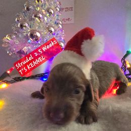 Strudle - Fawn (isabella) and tan male Dachshund puppy in Poplarville, Mississippi from T's Kennel