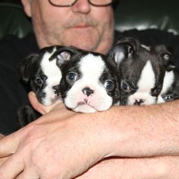 Boston Terrier Puppies from J-Orin