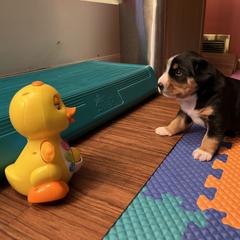 Entlebucher Mountain Dog Puppies from Excel-Entlebuchers