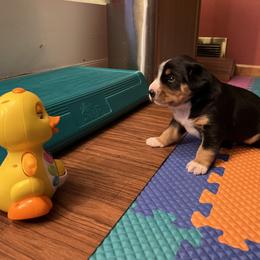Entlebucher Mountain Dog Puppies from Excel-Entlebuchers