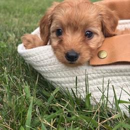 Carrot (formerly Ocean) - F1b - Apricot female Cavapoo puppy in Lewisburg, Pennsylvania from Cinda's Cavapoos