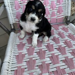 Willow - Aussiedoodle puppy in Idaho from Doodle Doggie Farm