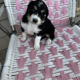 Willow - Aussiedoodle puppy in Idaho from Doodle Doggie Farm