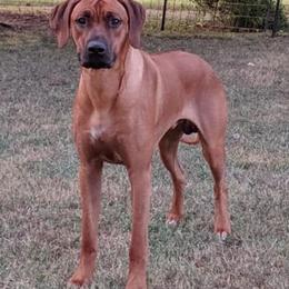 Rhodesian Ridgebacks from Zanata Rhodesian Ridgebacks