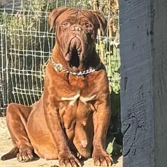Jade - Dogue de Bordeaux