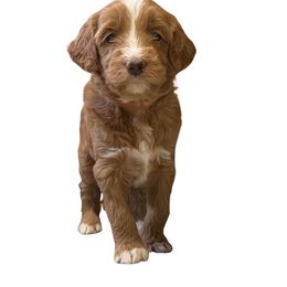 Light Brown Female - Red  female Goldendoodle puppy in from Blue Ridge Goldens