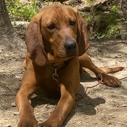Blu - Redbone Coonhound