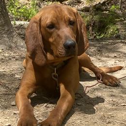 Blu - Redbone Coonhound