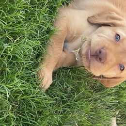 Labrador Retriever Puppies from Hidden River Retrievers