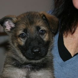 Shiloh Shepherd Puppies from Solace Shilohs
