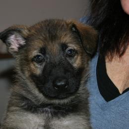 Shiloh Shepherd Puppies from Solace Shilohs