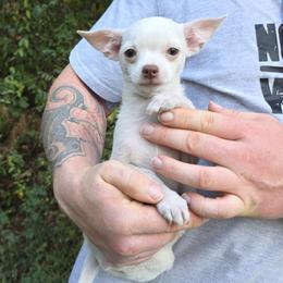 Bright - Cream male Chihuahua puppy in East Camden, Arkansas from RoyAl